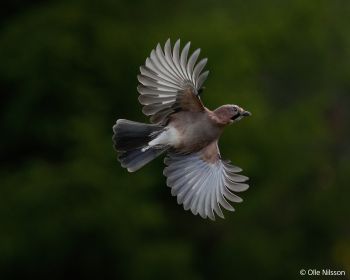 Sony Alpha 1 II Sample Image Bird